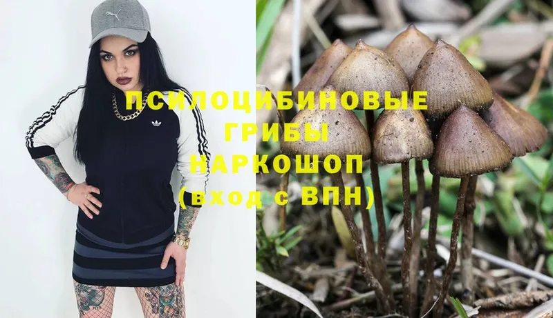 kraken ССЫЛКА  Багратионовск  Галлюциногенные грибы Magic Shrooms 